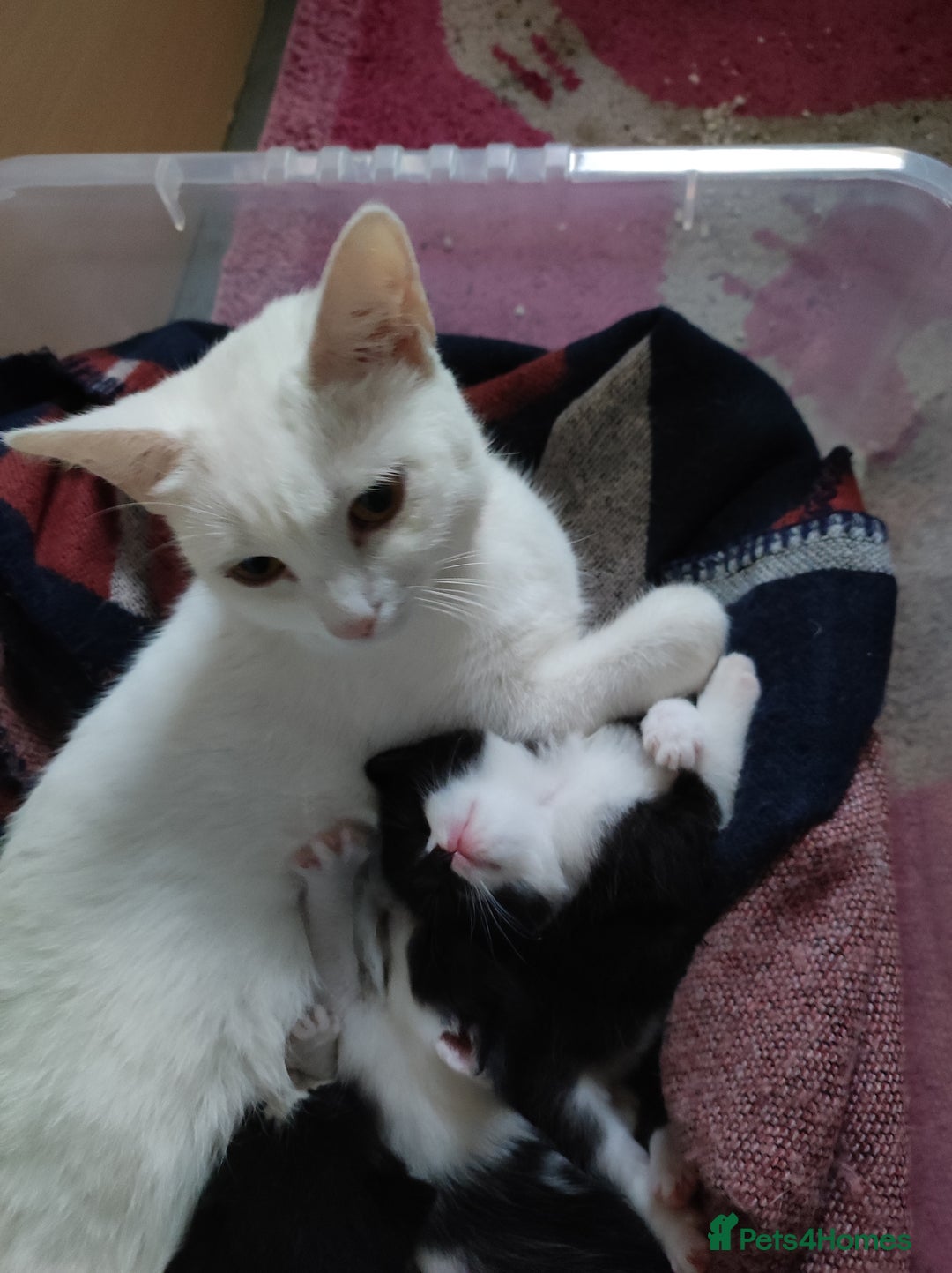 Mixed Breed cats for sale: Kittens - Advert 14