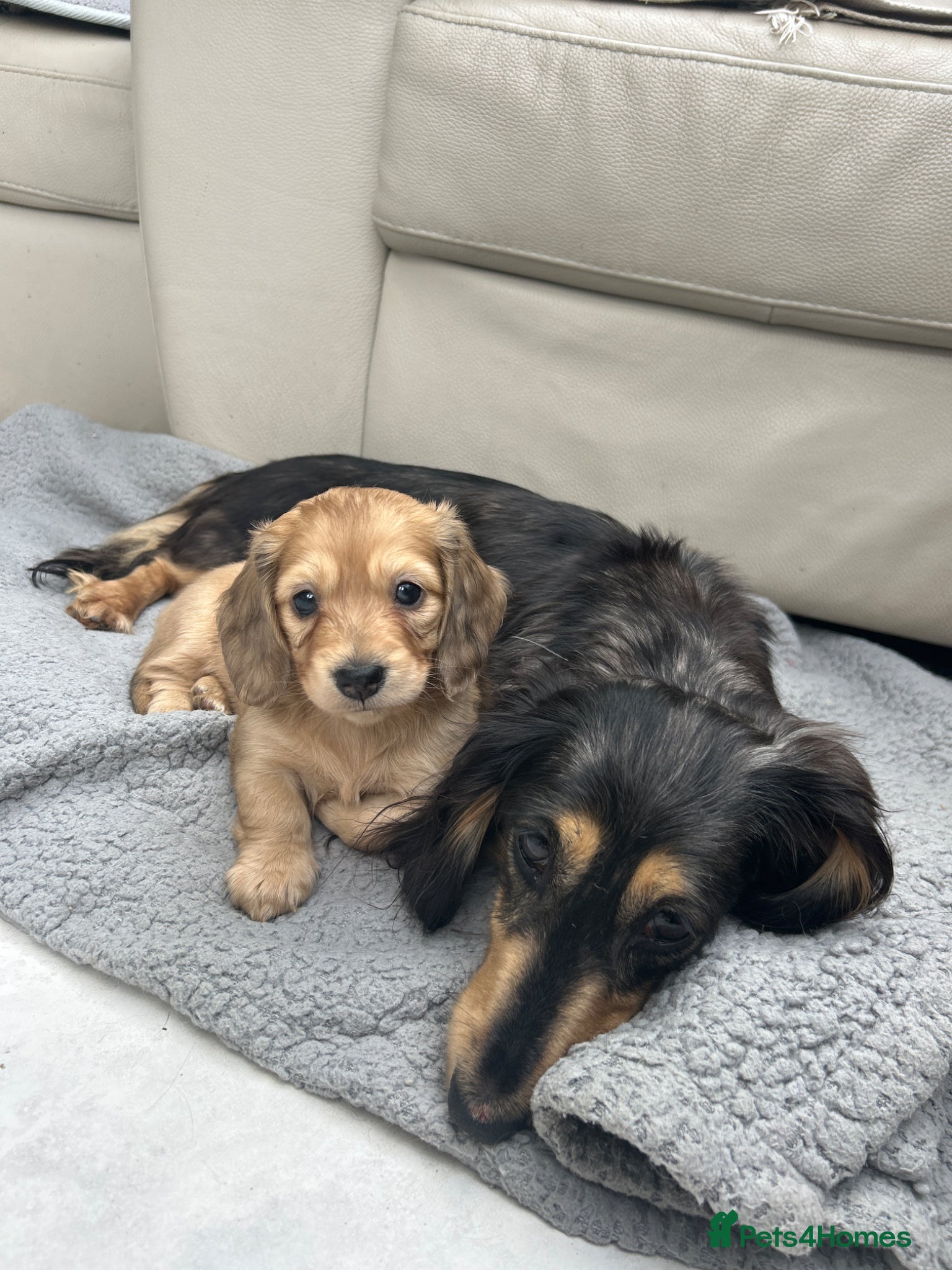Dachshund dogs Mini Long haire Dachshund - Advert 4