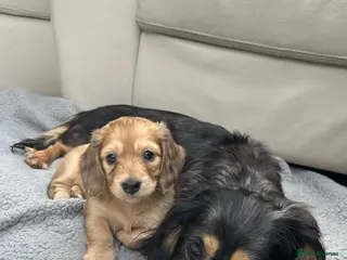 Dachshund dogs Mini Long haire Dachshund - Advert 9