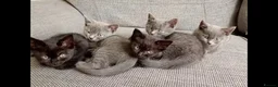 British Shorthair cats for sale: British shorthair X - Advert 3