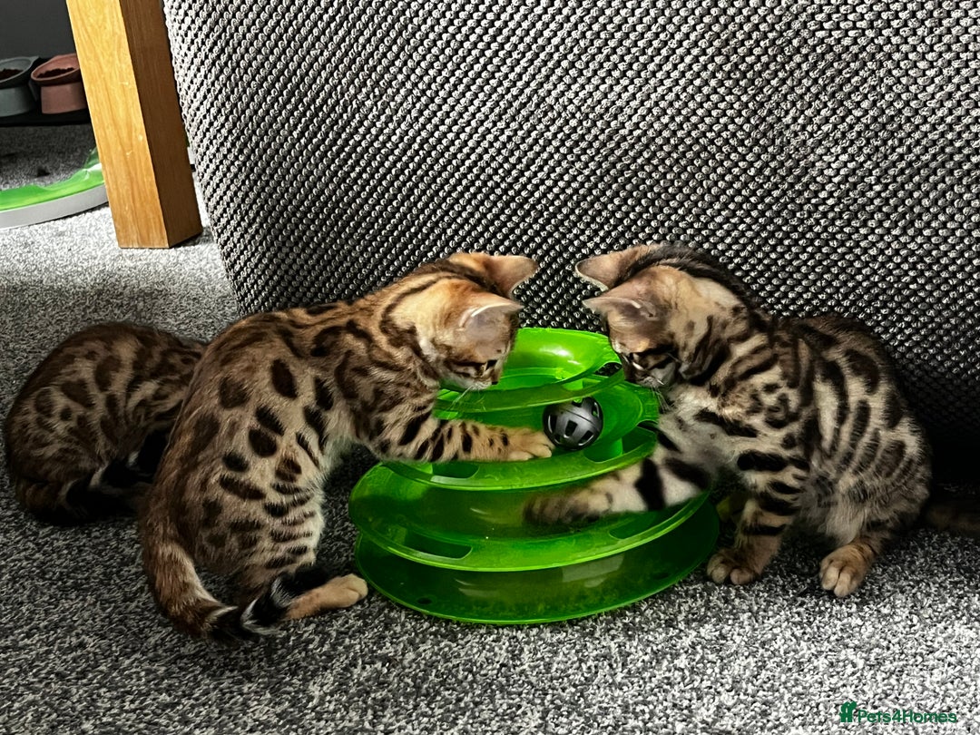 Bengal cats for sale: 2 lovable bengal brothers - Advert 14