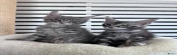 Maine Coon cats for sale: ✨5 Gorgeous Pure Breed Maine Coon Kittens✨ - Advert 25