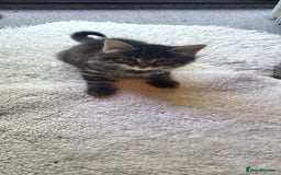 Mixed Breed cats for sale: Lovely kittens Looking for new Homes  - Image 36