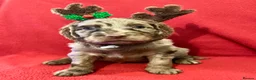 Miniature Poodle dogs for stud: Brown Phantom Merle Mini Poodle health tested in Stockton-on-Tees - Advert 31