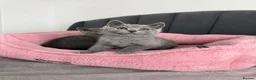British Shorthair cats for sale: British shorthair kittens - Advert 8