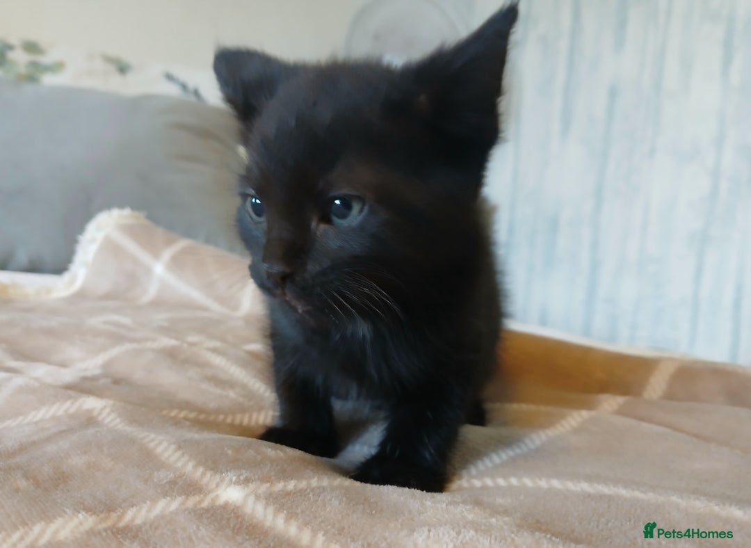 Mixed Breed cats for sale: 5 Kittens for a good home! - Image 8