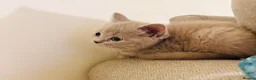 Russian Blue cats for sale: Beautiful Russian Blue/British Shorthair Kittens  in Wimborne - Advert 16