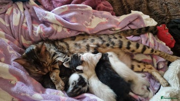 Bengal cats - Advert 3