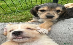 Mixed Breed dogs for sale: Beautiful Beagle X Cavapoo Puppies 🐾  - Image 13