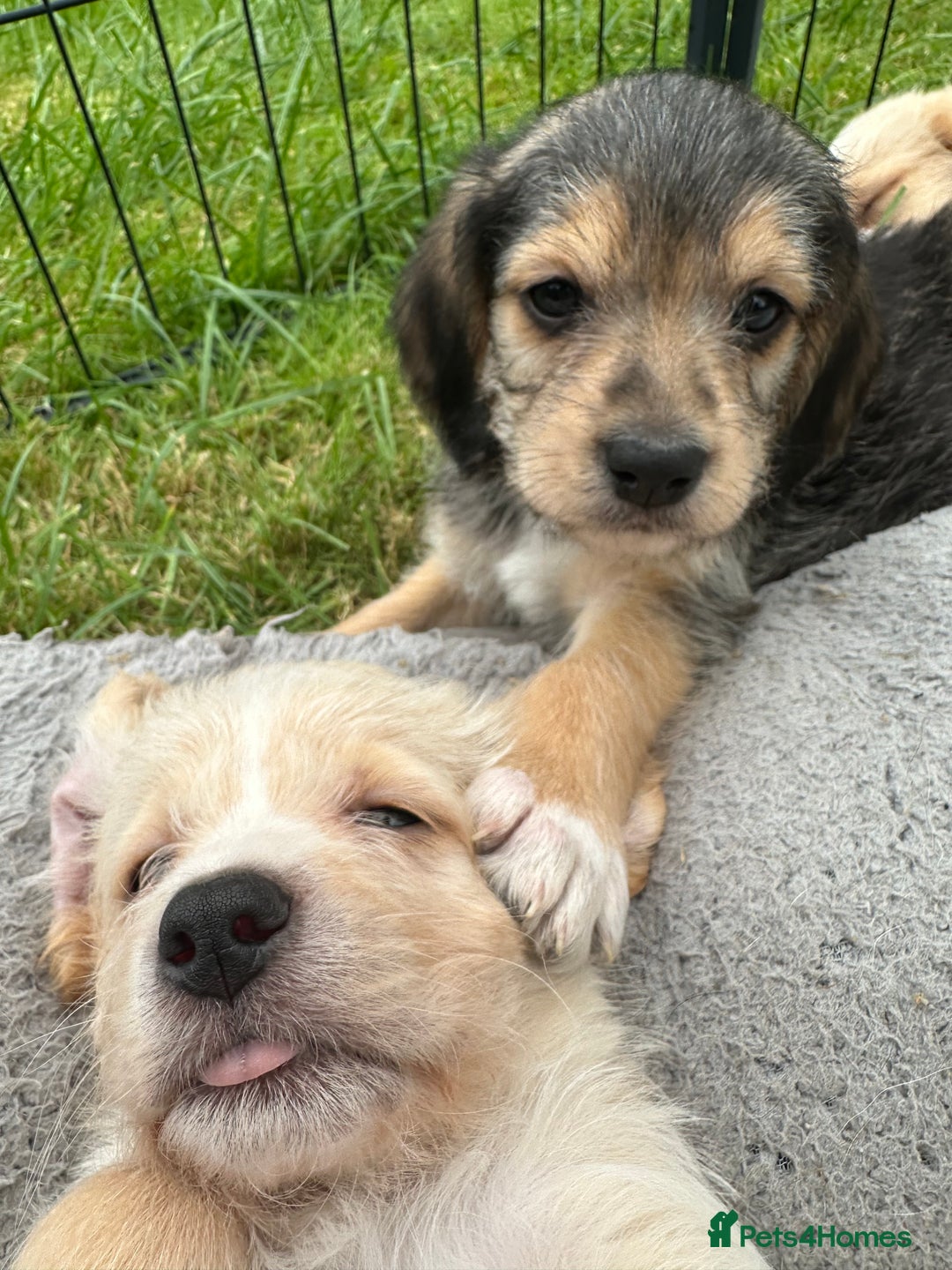 Mixed Breed dogs for sale: Beautiful Beagle X Cavapoo Puppies 🐾  - Image 13