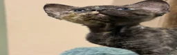 Devon Rex cats for sale: Ready July 22nd GCCF reg Devon Rex kittens - Advert 12