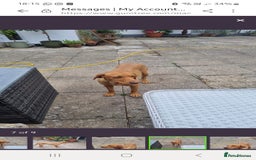 Labrador Retriever dogs for sale: Gorgeous lab girl looking for her new sofa - Image 6