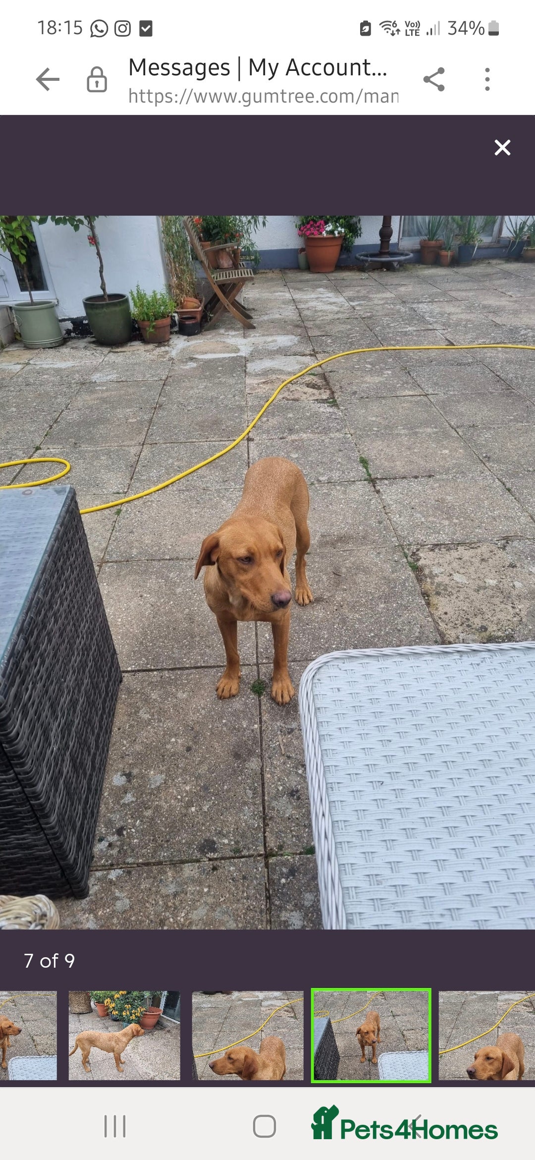 Labrador Retriever dogs for sale: Gorgeous lab girl looking for her new sofa - Image 6