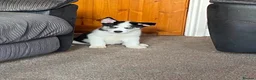 Huskita dogs for sale: Beautiful Huskey pups 3/4 still available  - Advert 5