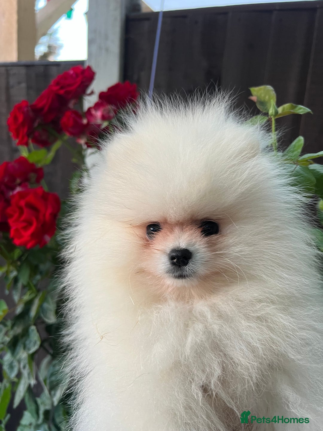 Pomeranian dogs for sale: Pomeranian white - Image 9