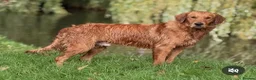 Golden Retriever dogs for sale: Last boy KC Red Golden Retriever - Advert 9