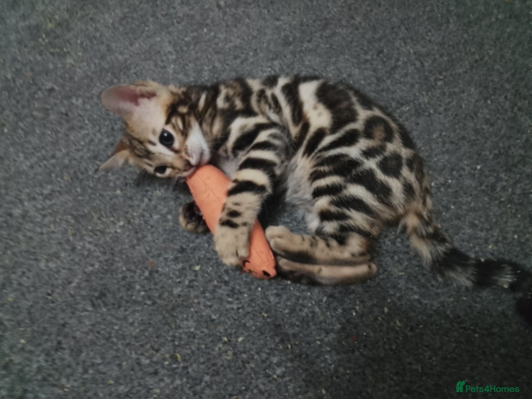 Bengal cats for sale: Purebred Silver and brown male Bengal kittens - Advert 6