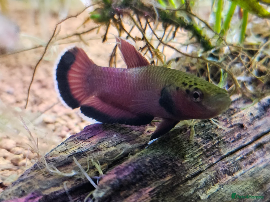 Bettas fish for sale: Betta Channoides (pair) - Advert 1