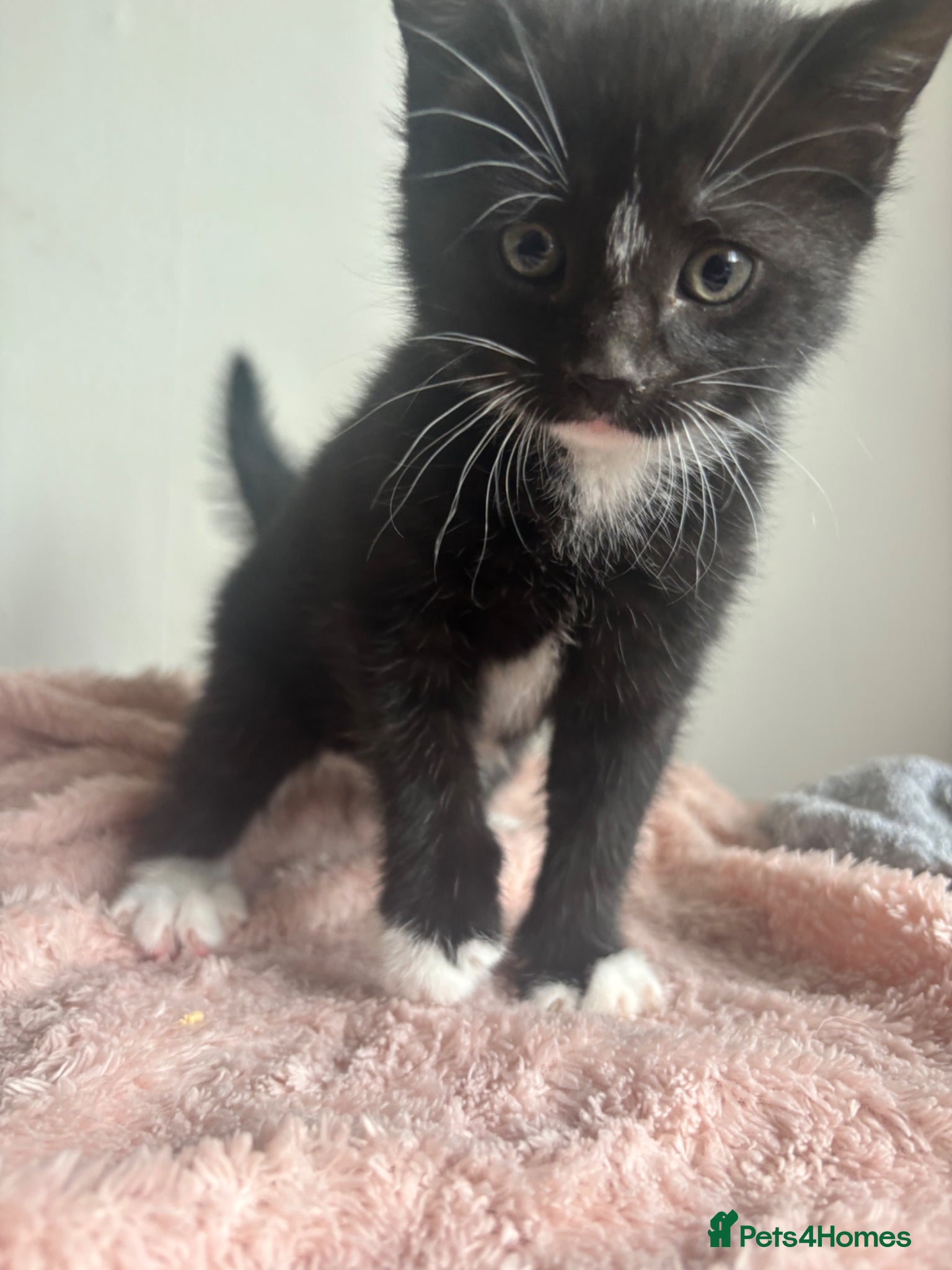 Domestic Shorthair cats for sale: 3 adorable kittens looking for a new home in Peterborough - Advert 5