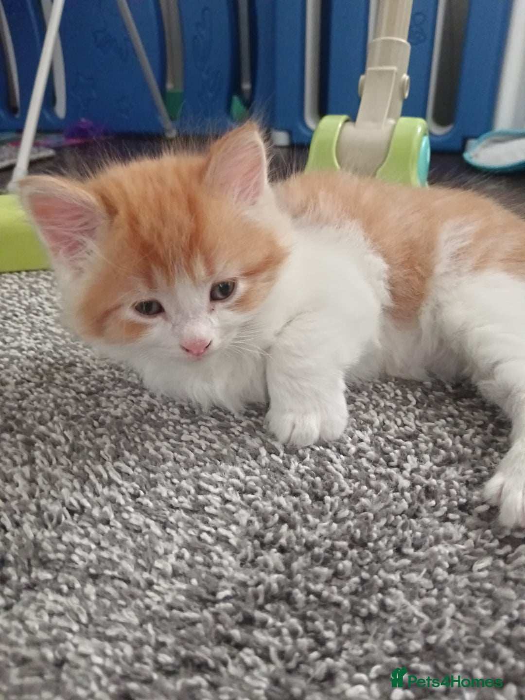 Norwegian Forest Cat cats for sale: Norwegian forest x in Basingstoke - Image 20