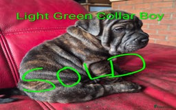 Mixed Breed dogs for sale: Ready to leave 3 Girls Left Shar-Pei x Chow pups  - Image 20