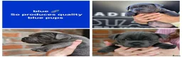 Staffordshire Bull Terrier dogs for stud: Mr 'T' *Champion Sired* (Blue🧬) - Advert 4