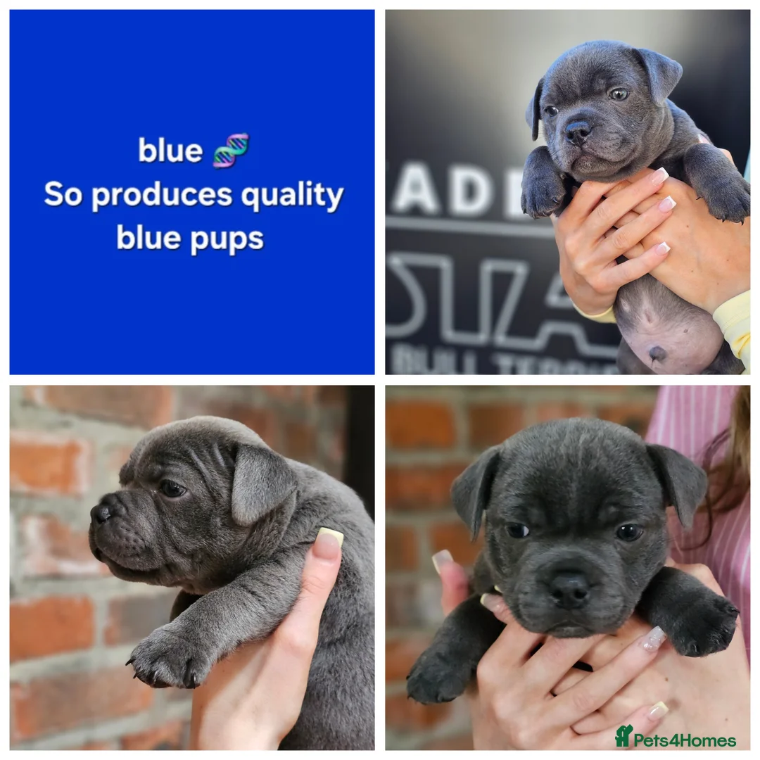 Staffordshire Bull Terrier dogs for stud: Mr 'T' *Champion Sired* (Blue🧬) - Advert 2