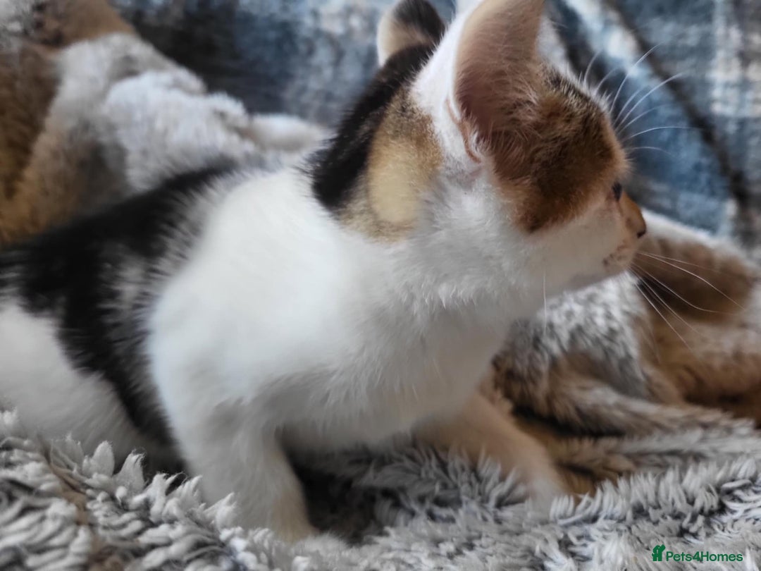 Mixed Breed cats for sale: 4 beautiful little kittens  - Image 9