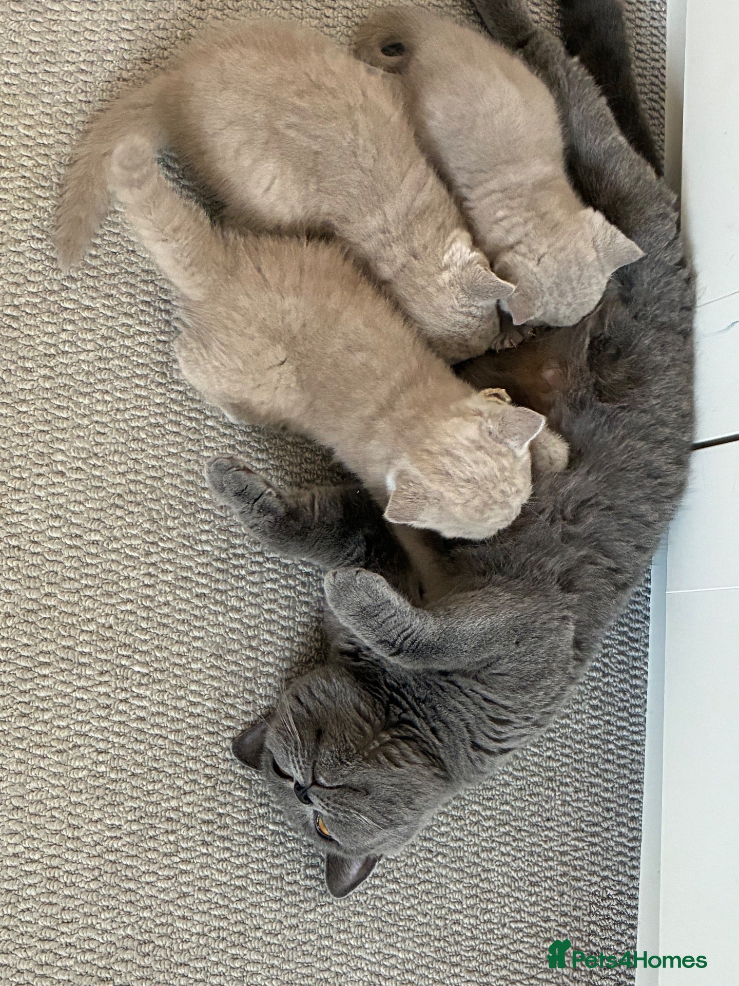 British Shorthair cats 🎃 BRITISH SHORTHAIRS BLUE  LILAC READY HALLOWEEN  - Advert 2