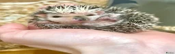 Pygmy Hedgehog rodents for sale: Beautiful Baby Hedgehogs 🦔 🍂 Pinto African Pygmy - Advert 6