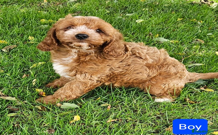 Cavapoo dogs - Advert 1