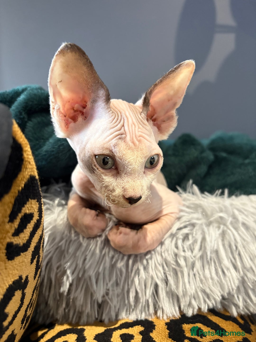 Sphynx cats for sale: Female sphynx cat 5 months old - Advert 11