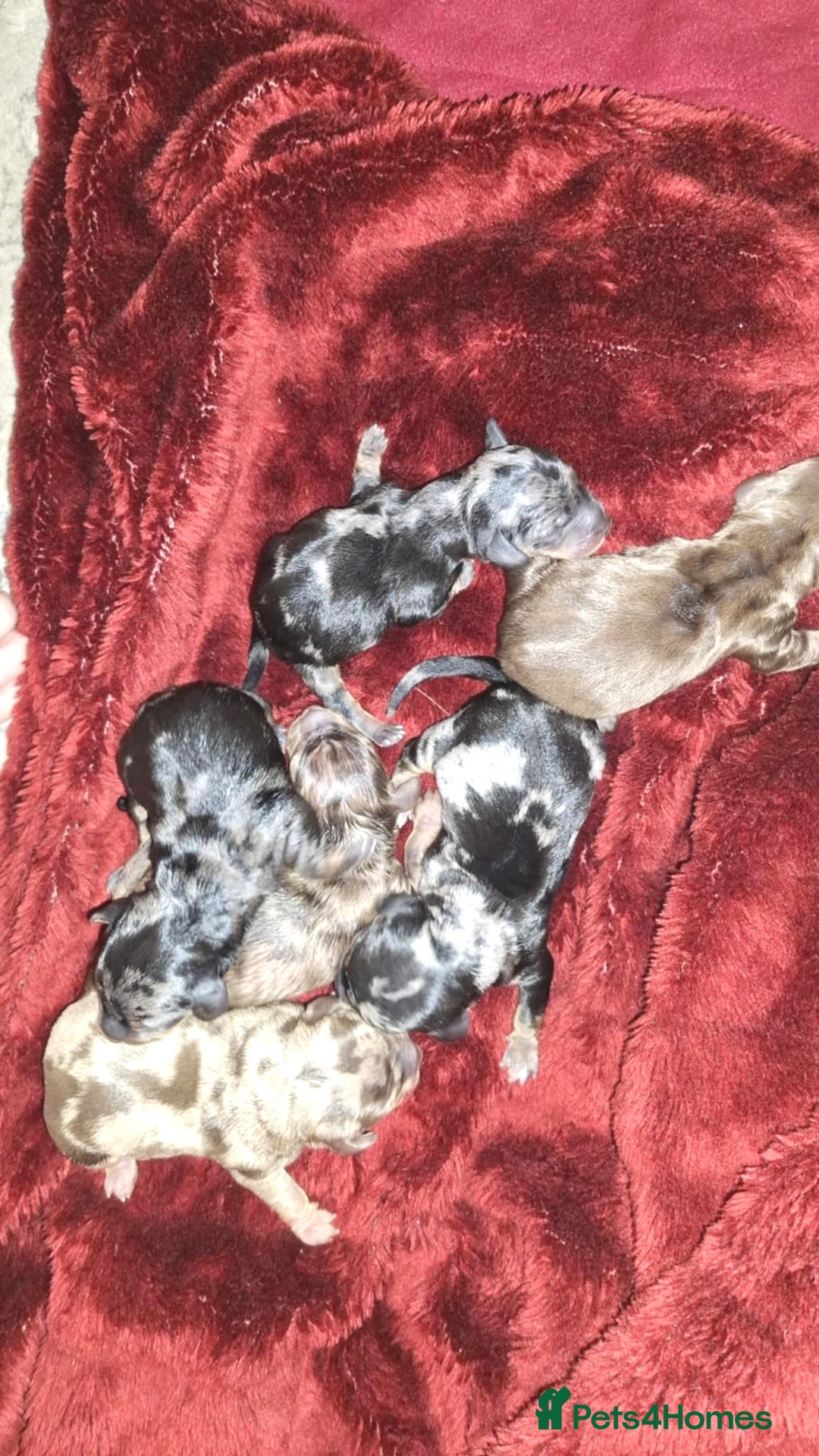 Dachshund dogs for sale: Daushund puppies  - Advert 2
