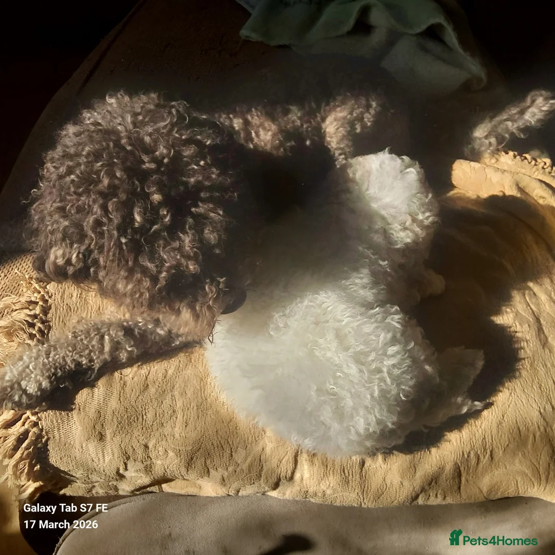 Lagotto Romagnolo dogs for sale: Adorable Lagotto Romagnolo Female Puppy For Sale - Advert 2