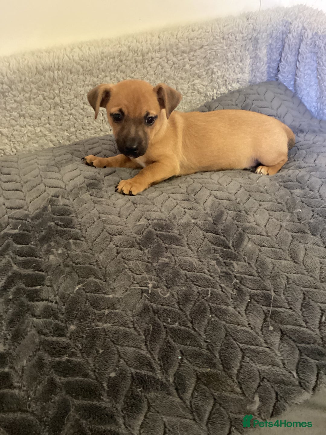 Jack Russell dogs for sale: Jack Russell puppies  - Image 5