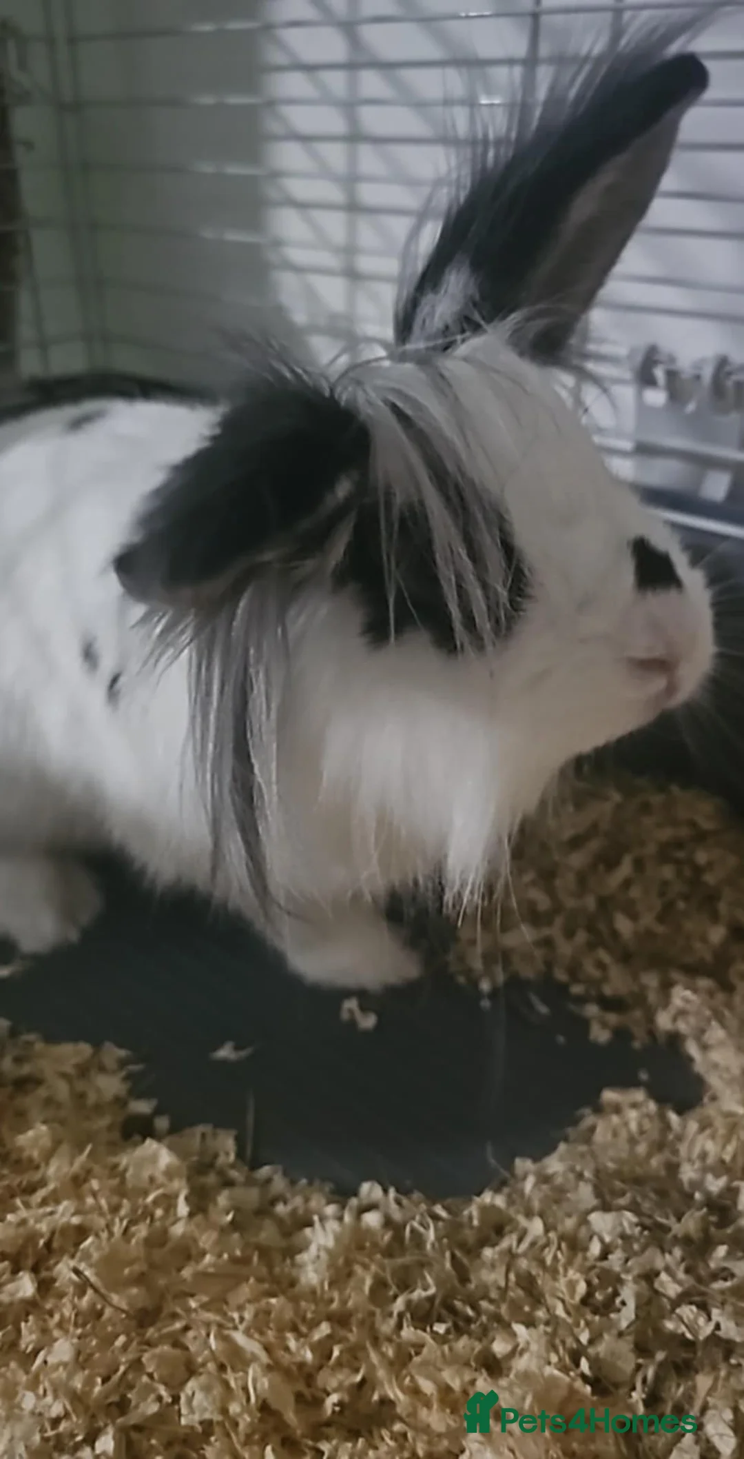 Mixed Breed rabbits for sale: For sell beautiful male rabbit - Advert 1