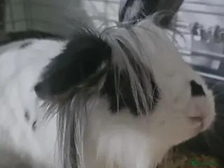 Mixed Breed rabbits For sell beautiful male rabbit - Advert 1