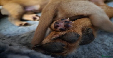 Labrador Retriever dogs - Advert 1