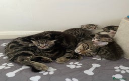 Mixed Breed cats for sale: Tabby Kittens for Sale  - Image 6