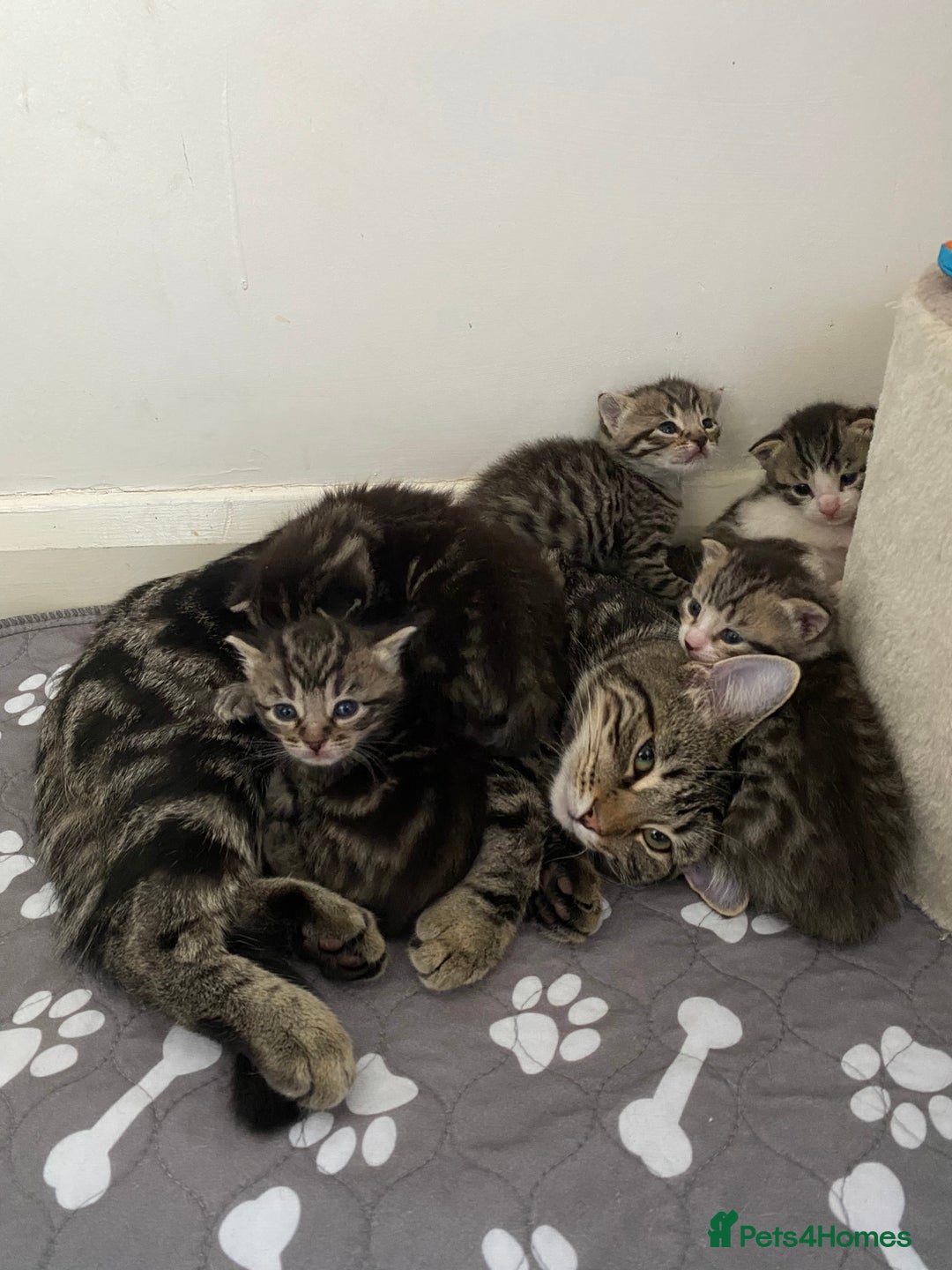 Mixed Breed cats for sale: Tabby Kittens for Sale  - Image 6
