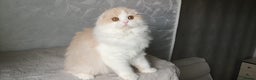 Scottish Fold cats for sale: Scottish Fold -  Long Hair - Advert 6
