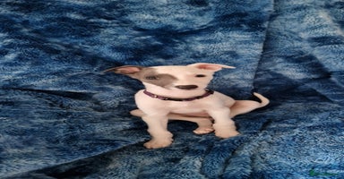 Whippet dogs - Advert 13