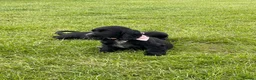 Cocker Spaniel dogs for sale: SHOW TYPE COCKER SPANEILS now ready for new home - Advert 5