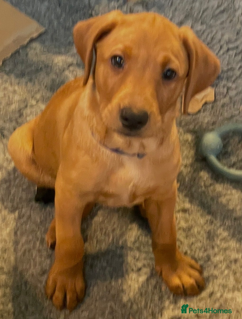 Labrador Retriever dogs Adorable fox red Labrador 1 boy puppy available - Advert 13