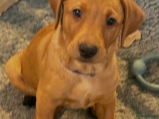 Labrador Retriever dogs Adorable fox red Labrador 1 boy puppy available - Advert 13