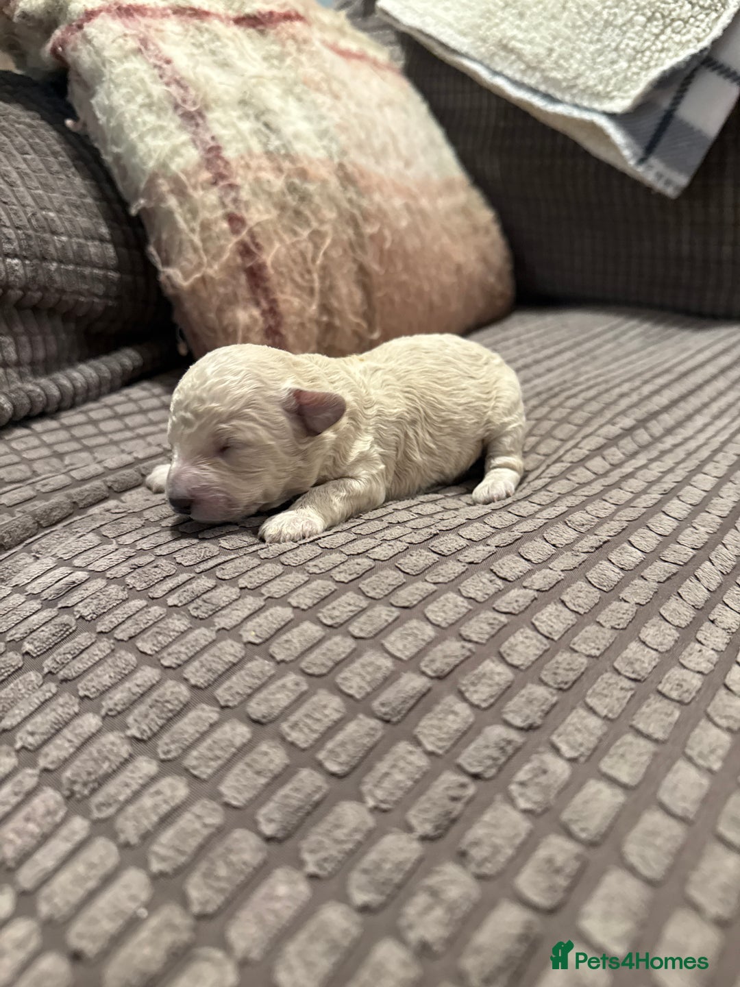 Maltipoo dogs for sale: Real life teddy bears 🧸  - Advert 8