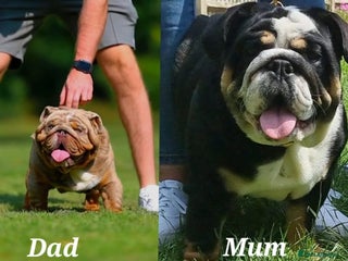 English Bulldog dogs HAPPY QUALITY PEDIGREE ENGLISH BULLDOG - Advert 13
