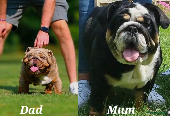 English Bulldog dogs HAPPY QUALITY PEDIGREE ENGLISH BULLDOG - Advert 8