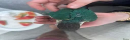 Conures birds for sale: Ready Now: Hand-Reared Baby Conures - Advert 21