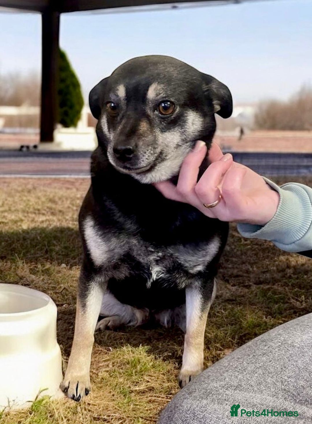 Miniature Pinscher dogs for adoption: JULIA – Female Miniature Pinscher - Advert 3